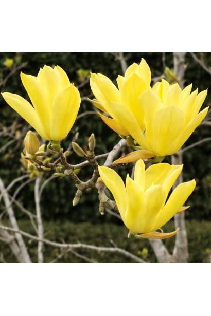 Magnolia Butterflies 